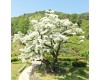 김해시 새로운 시목(市木)‘이팝나무’